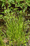 Hammock sedge